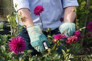 Read more about the article Top Cutting-Garden Flower Species You Need to Meet