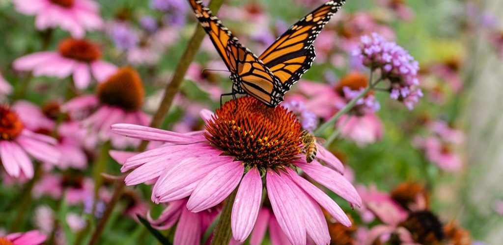 Monarch butterfly and bee on purple coneflower