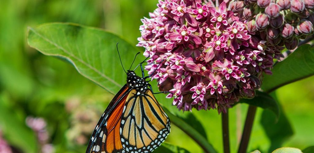 Monarch butterfly on a milkweed flower