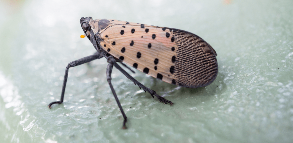 Spotted Lanternfly blog1